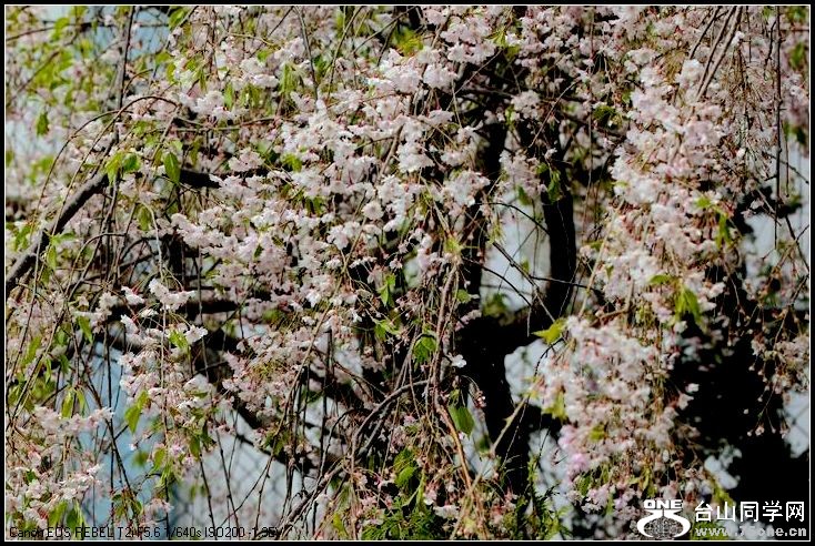 ������С IMG_3193.JPG