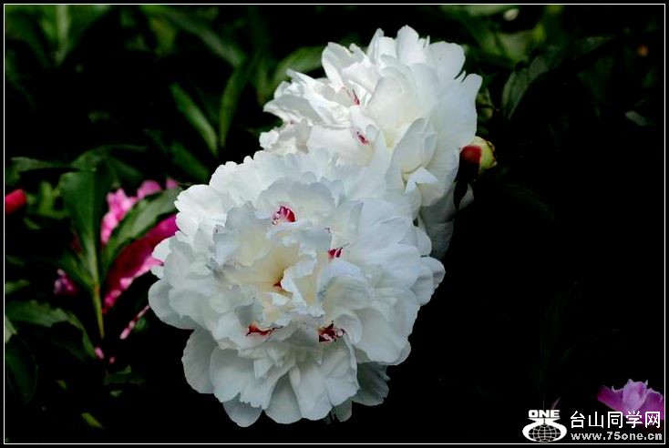 ������С IMG_3989.JPG