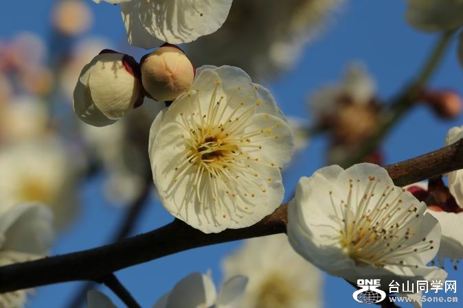 ������С IMG_1909.JPG