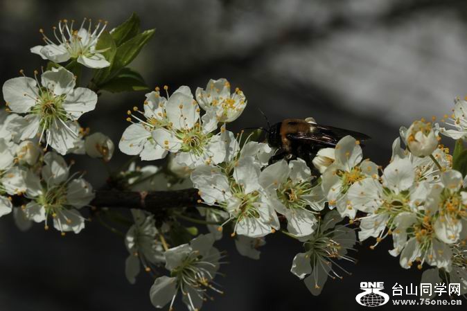 ������С IMG_2583.JPG