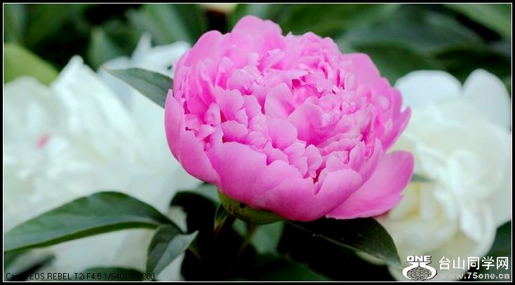 ������С IMG_3986.JPG