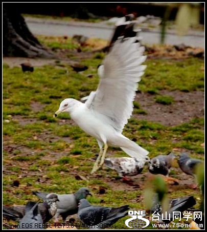 ������С IMG_1633.JPG