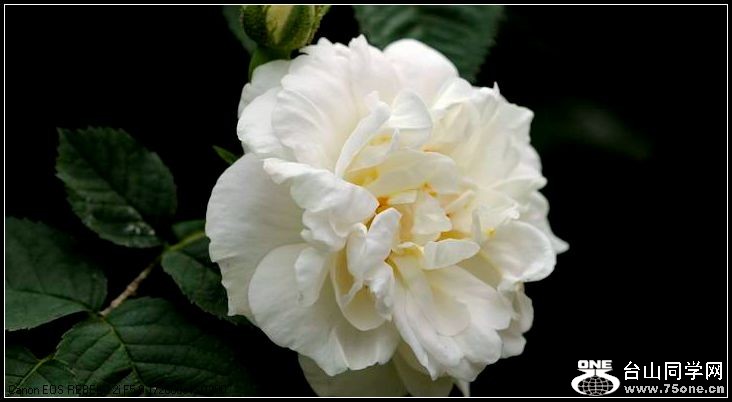 ������С IMG_4023.JPG