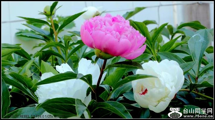 ������С IMG_3994.JPG