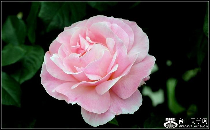 ������С IMG_4019.JPG