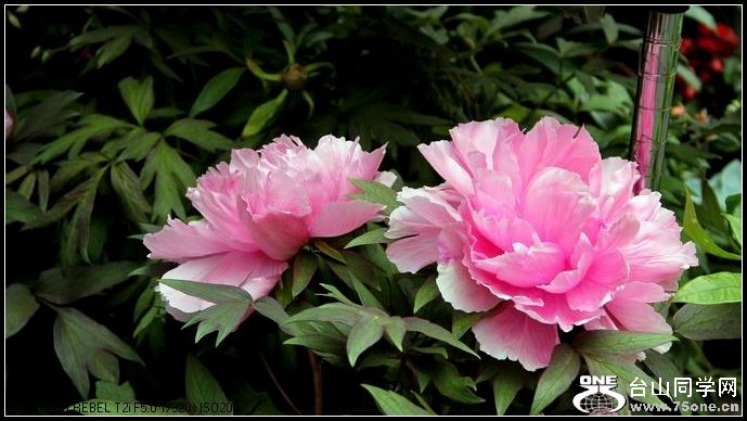 ������С IMG_3817.JPG