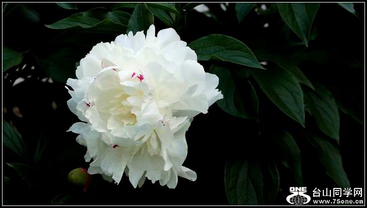 ������С IMG_3993.JPG