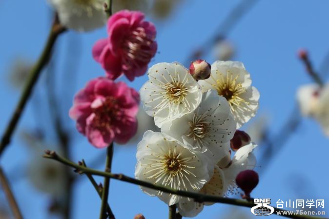 ������С IMG_1851.JPG