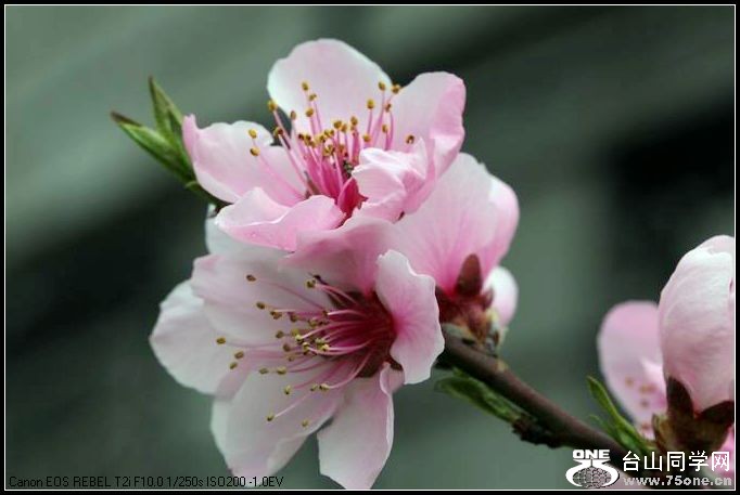 ������С IMG_2631.JPG