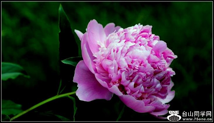 ������С IMG_3988.JPG