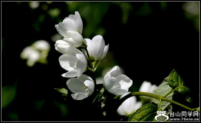 ������С IMG_4048.JPG