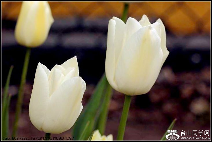 ������С IMG_3186.JPG