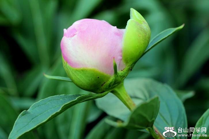 ������С IMG_4008.JPG