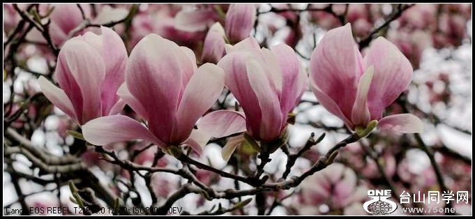 ������С IMG_2635.JPG