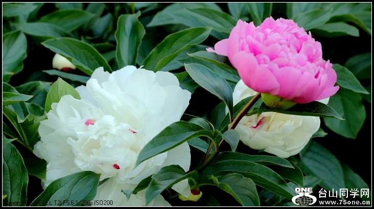 ������С IMG_4000.JPG