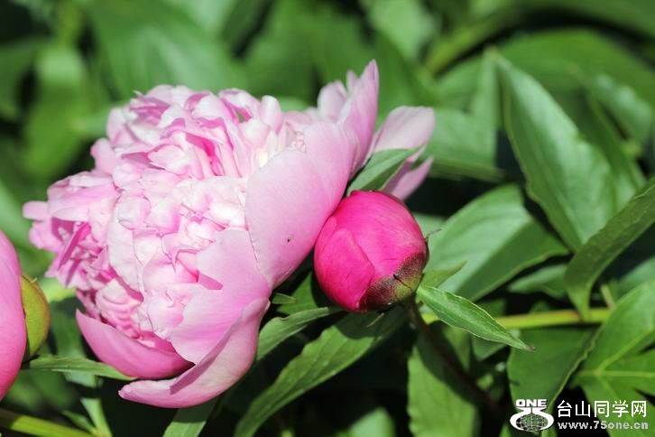 ������С IMG_4012.JPG