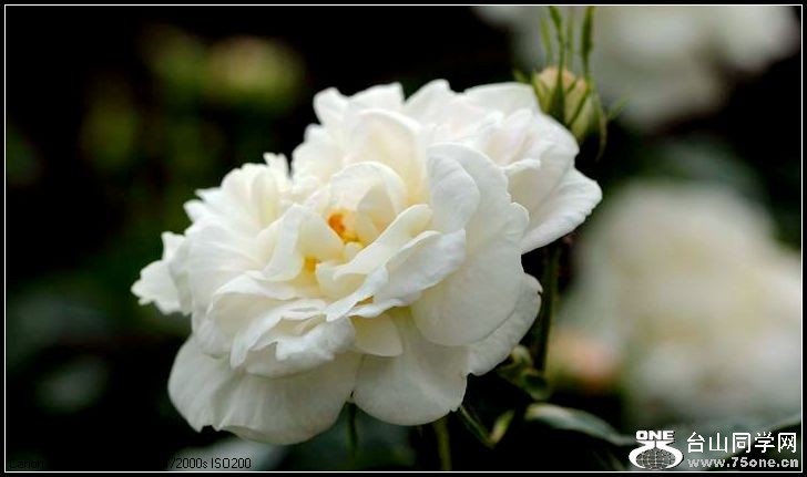 ������С IMG_4022.JPG