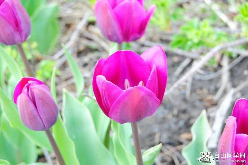 DSC_1616.JPG