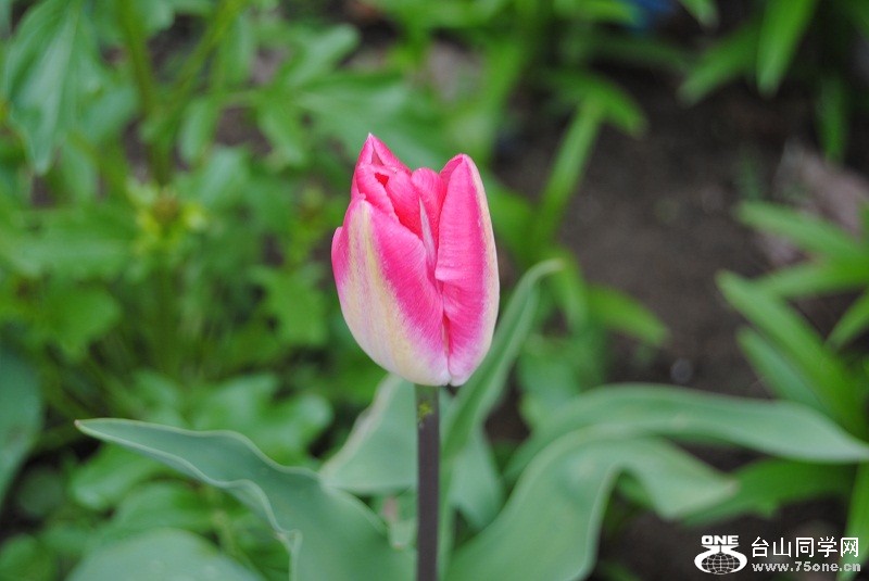 DSC_1457.JPG