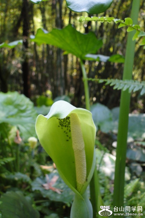 DSC06889_conew1.jpg