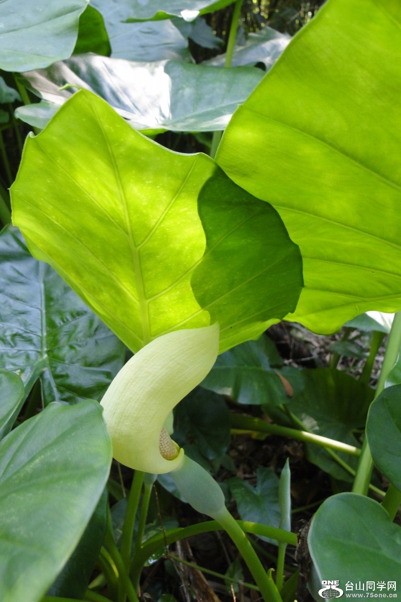 DSC06887_conew1.jpg