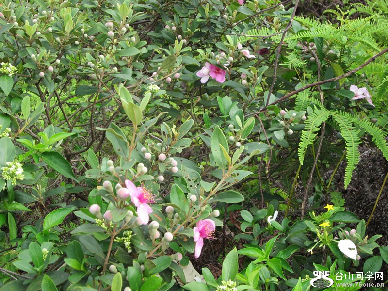 IMG_2230_.jpg