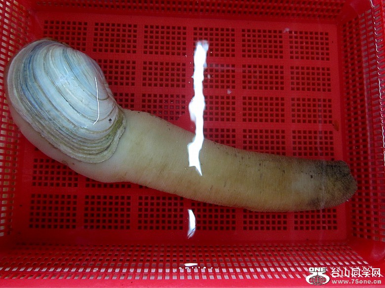 ���塢ʯ�� 041_conew1.jpg