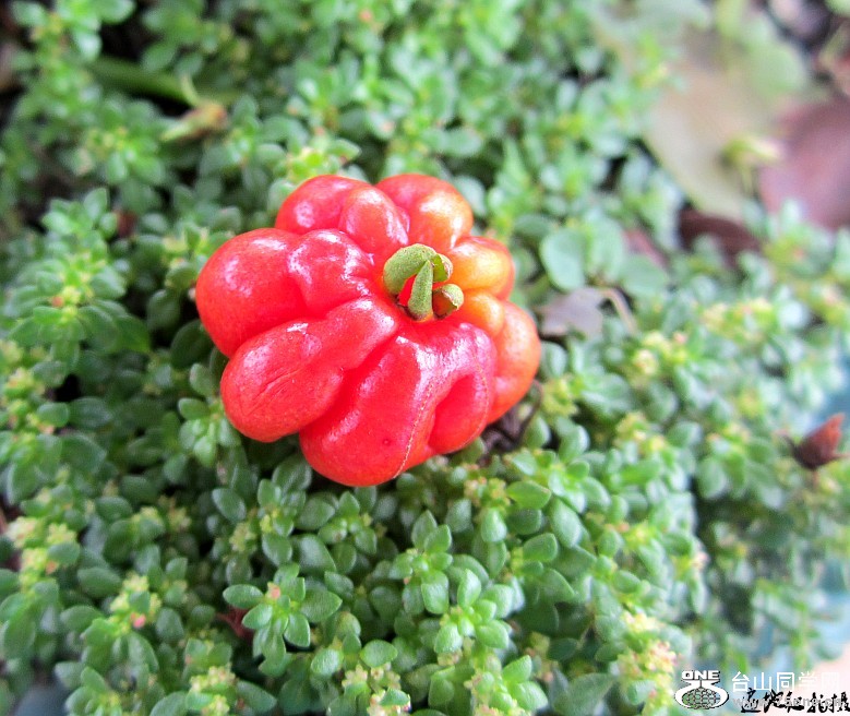 ԰ɽʯ 149_conew1.jpg