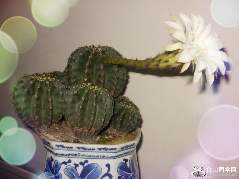 P1160091_����.jpg