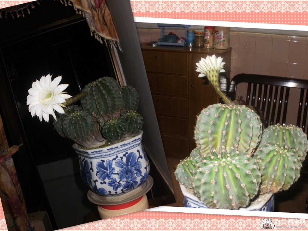 p1160084_ת_.jpg