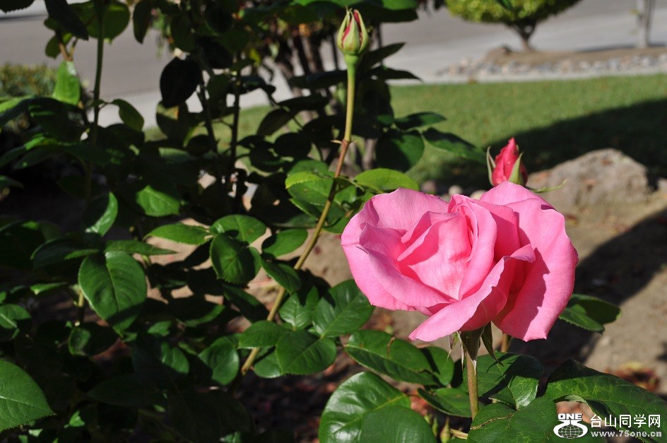 DSC_0598.JPG