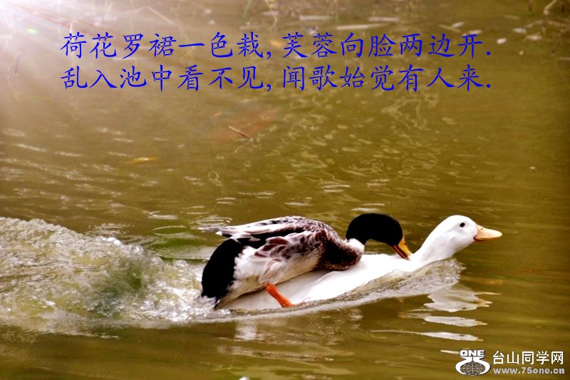 81_4383_9bdbbc2b6d54e57_副本.jpg