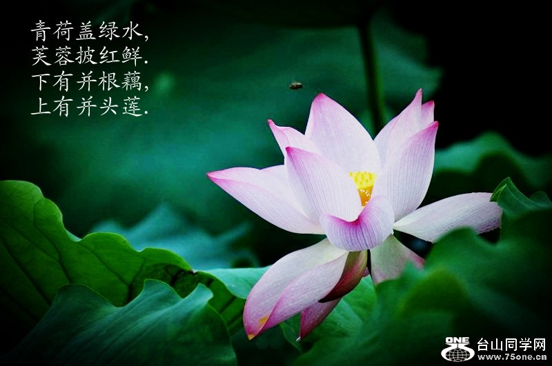 81_4383_d213b0e33c1e563_副本.jpg