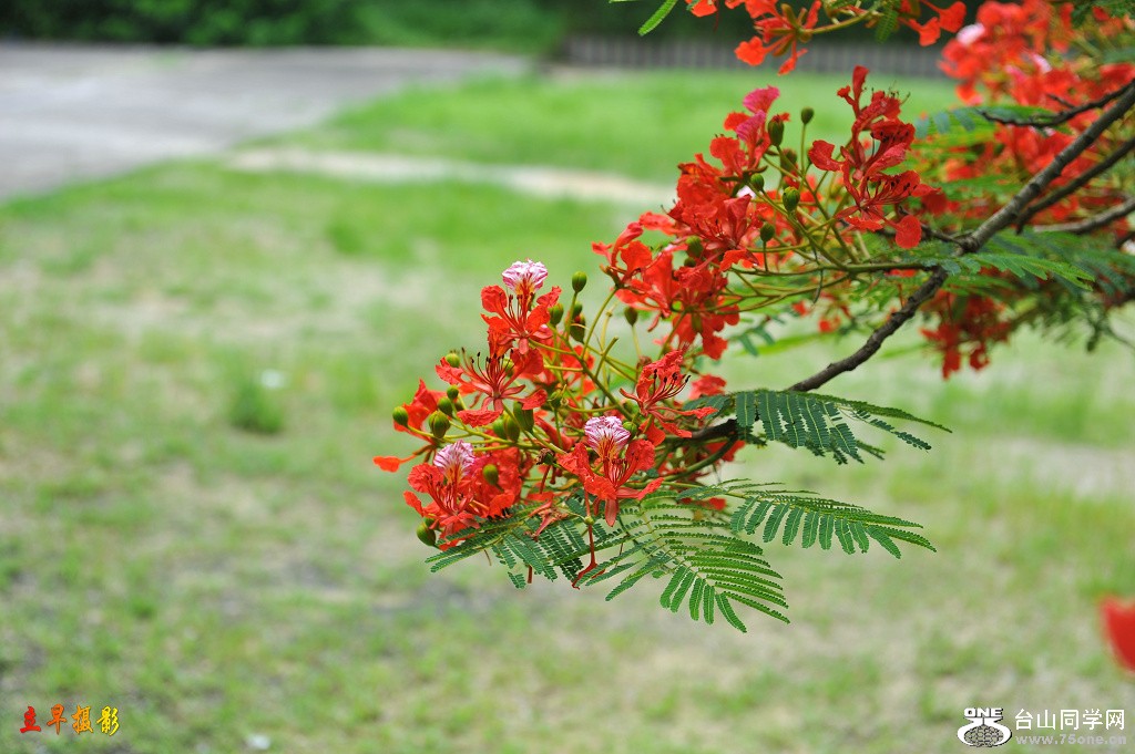 DSC_1803.JPG