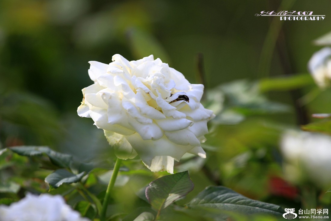_MG_5452.JPG
