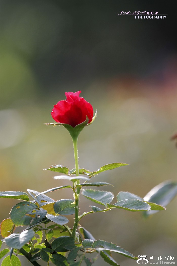 _MG_5509.JPG