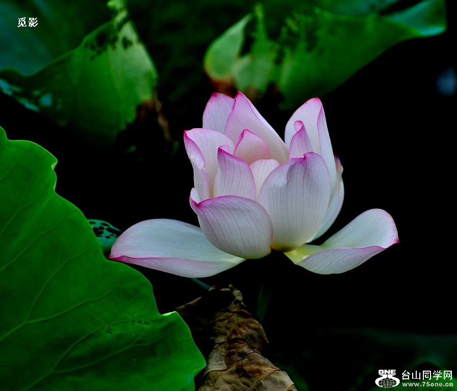DSC_9229a.jpg