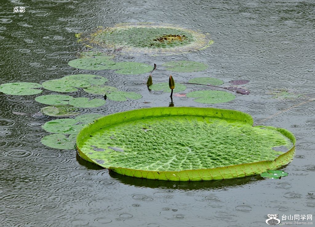 DSC_9932a.jpg