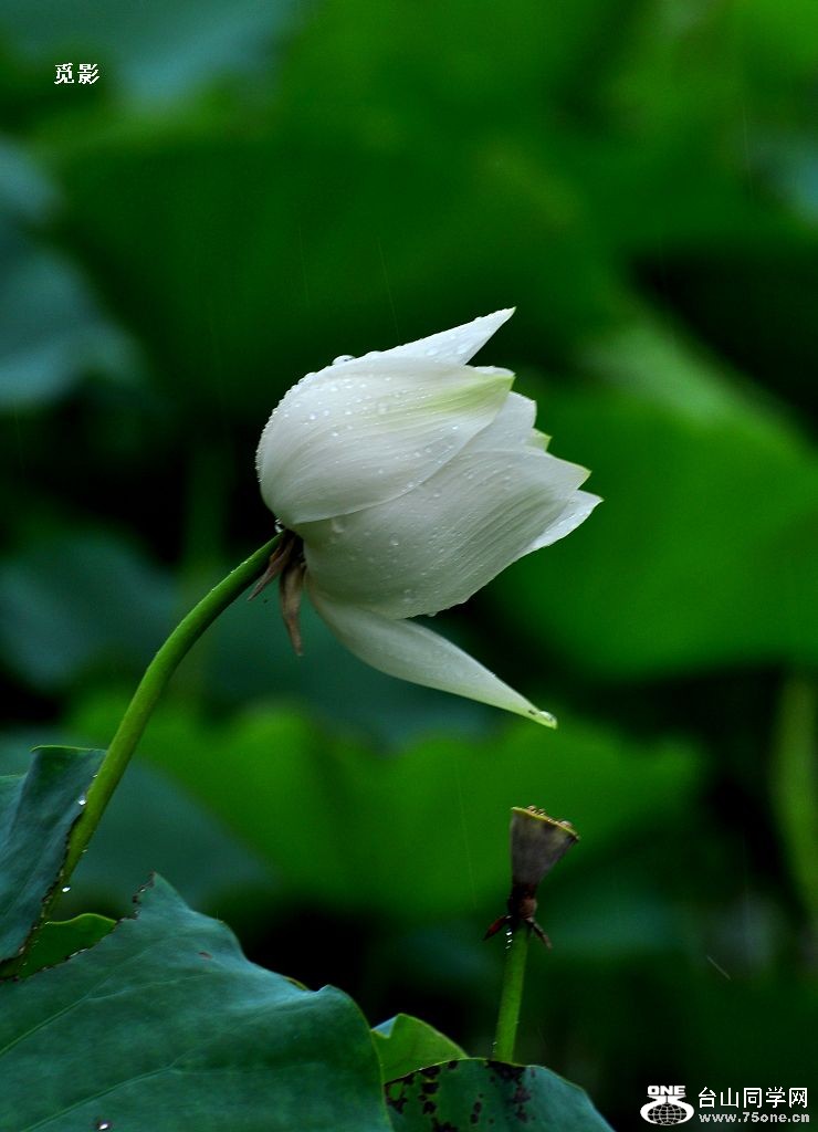 DSC_9672a.jpg