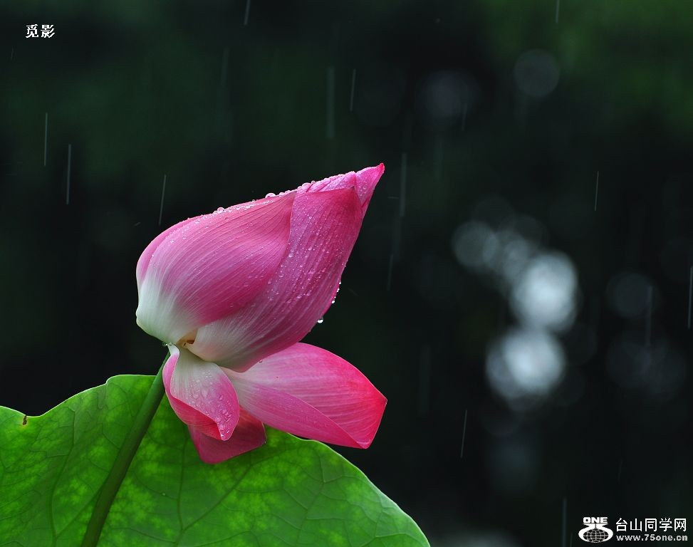 DSC_9744a.jpg