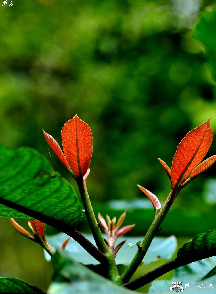 DSC_6312a.jpg