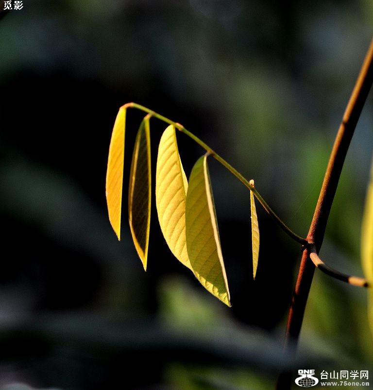 DSC_5962a.jpg
