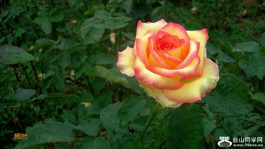 DSC03106.JPG