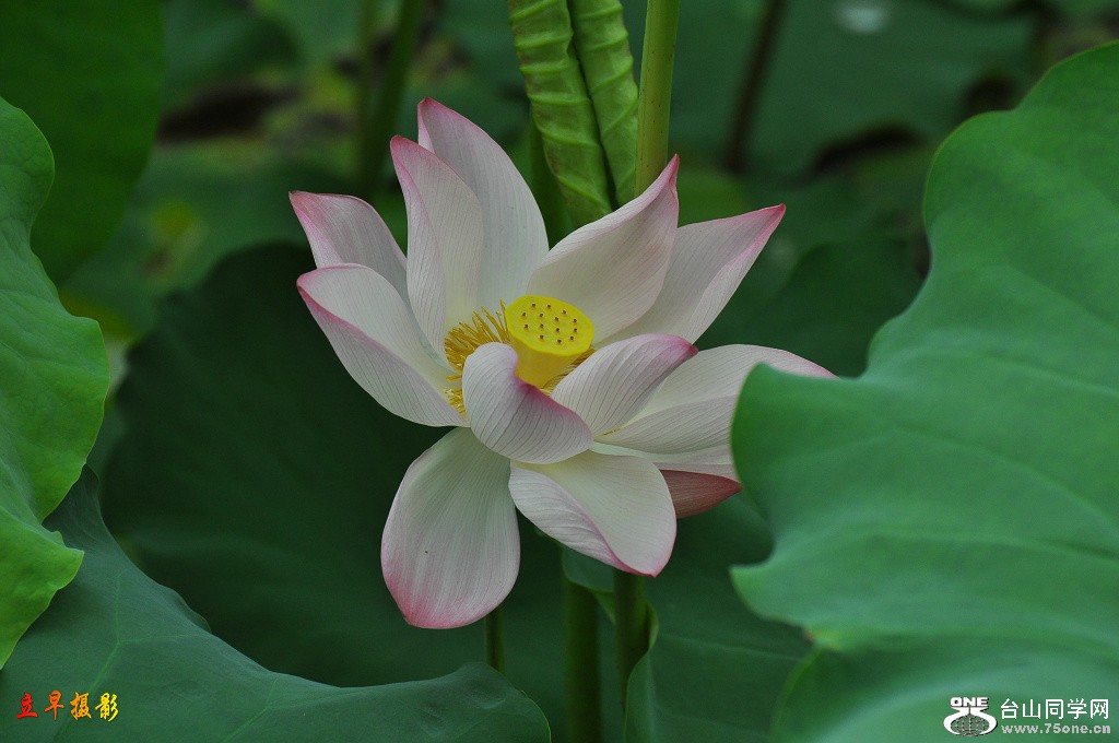 DSC_00113.jpg