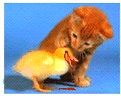 4633_61571340611250f5824a5f5246c5c[1].gif