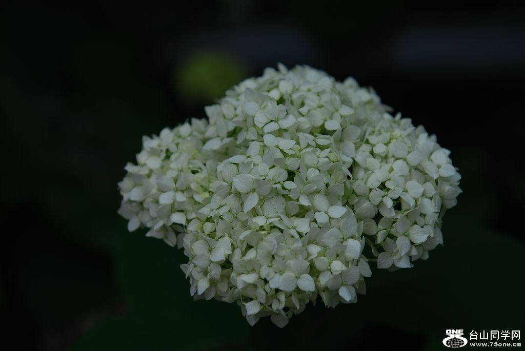 nEO_IMG_DSC_0825.jpg