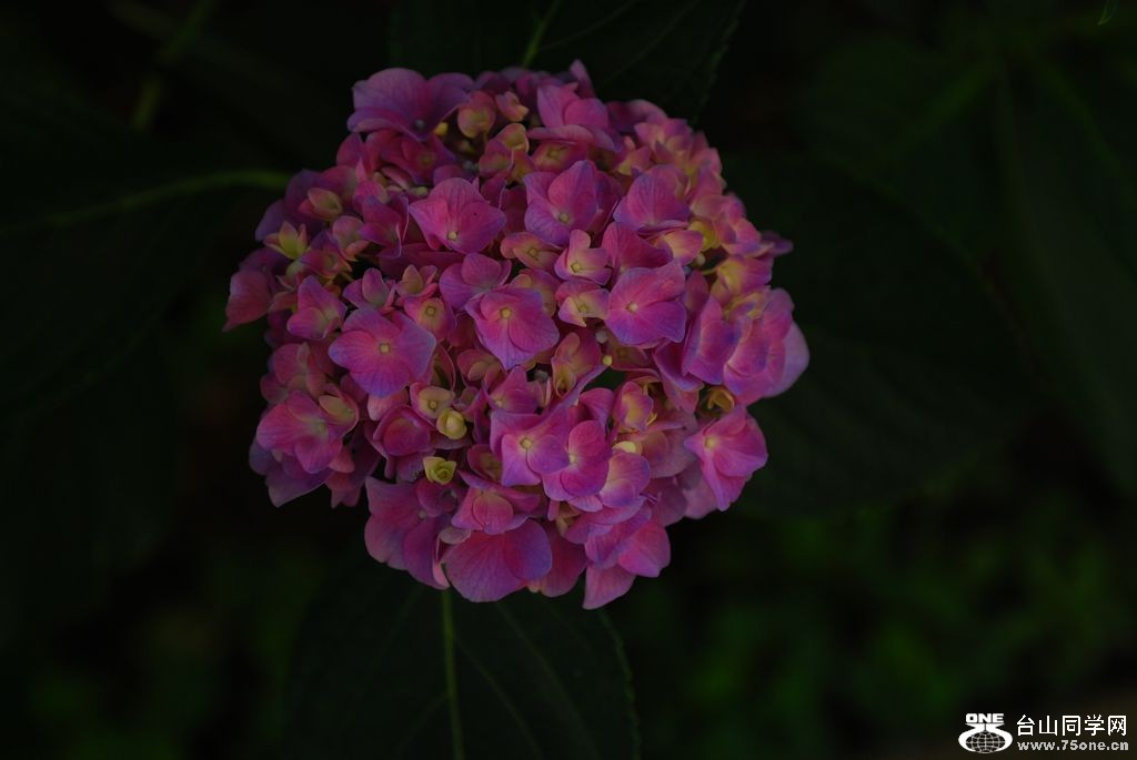 nEO_IMG_DSC_0732.jpg