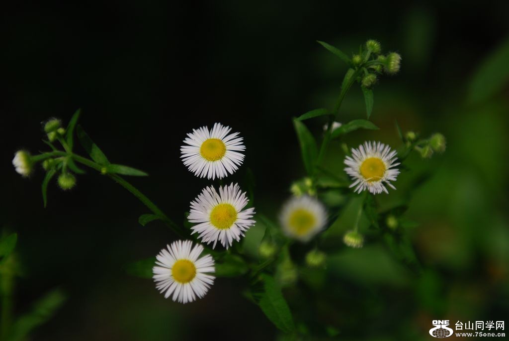 nEO_IMG_DSC_0719.jpg