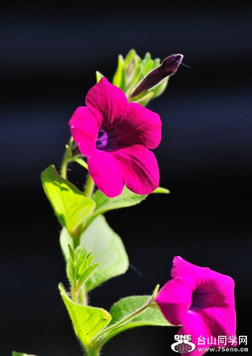 DSC_2409.jpg