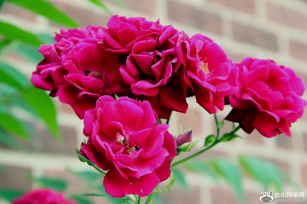 ������С IMG_6251.JPG